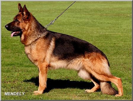 Vax progeny