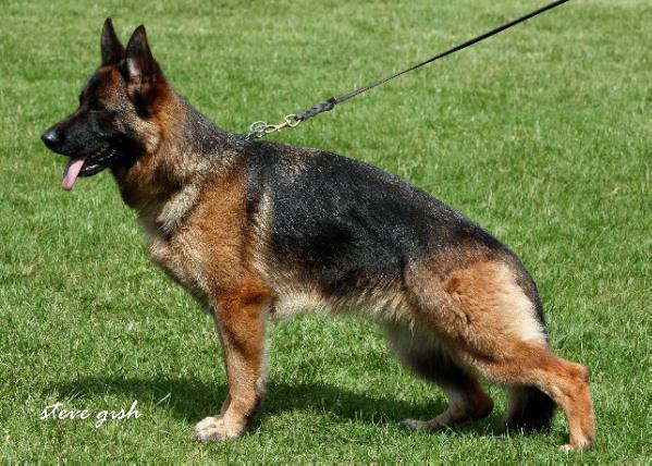 Farus progeny