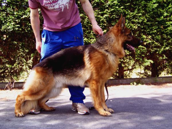 Cirrius progeny